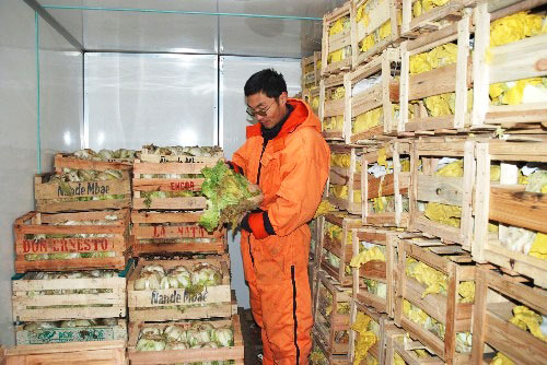 Cold Storage to Preserve Cabbage Cold Storage to Preserve Cabbage