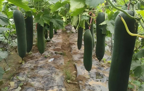 Cold Storage Preservation Technology of Wax Gourd