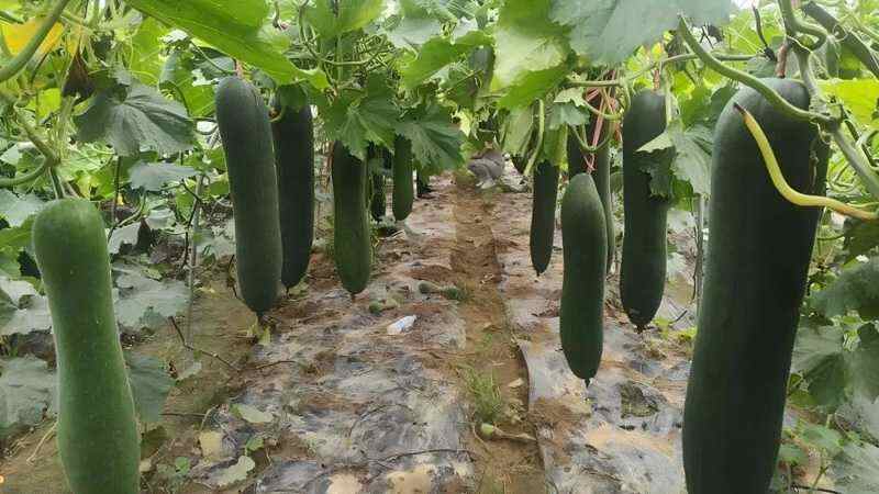 Cold Storage Preservation Technology of Wax Gourd Cold Storage Preservation Technology of Wax Gourd