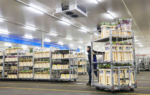 Methods of Preservation for Stocked Fresh Flowers