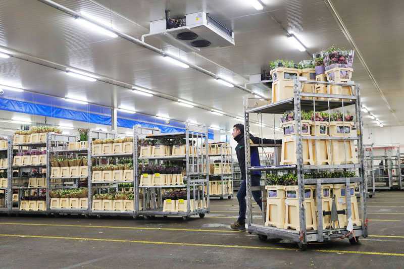 Methods of Preservation for Stocked Fresh Flowers