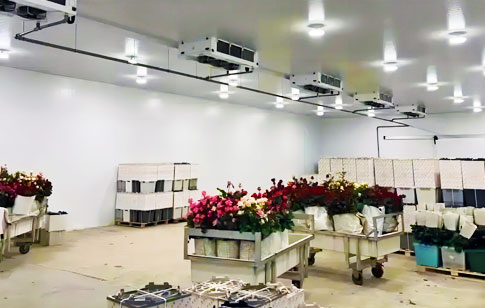 Cold Room and Storage for Flowers