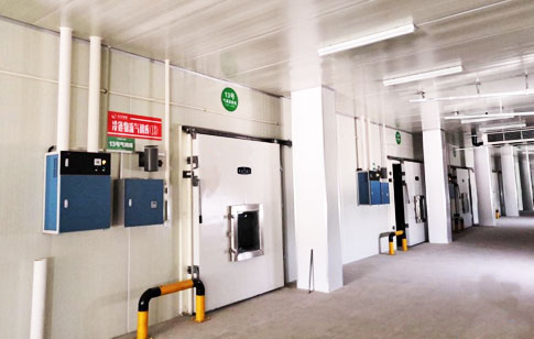 Garlic Storage in Cold Storage