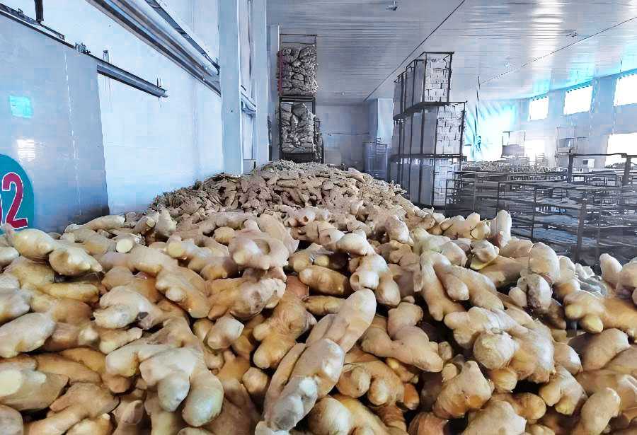 Ginger Preservation Cold Storage Technology Ginger Preservation Cold Storage Technology