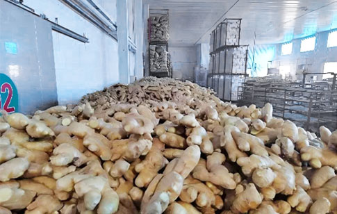 Ginger Preservation Cold Storage Technology